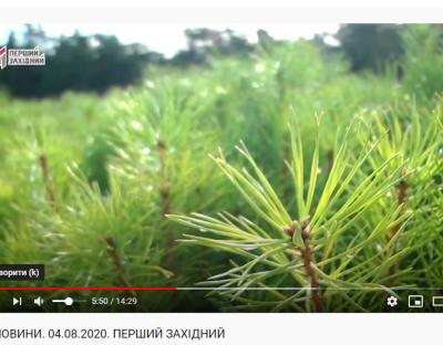 «Перший Західний»: На Львівщині вирощують ліс за сучасними технологіями (Відео)