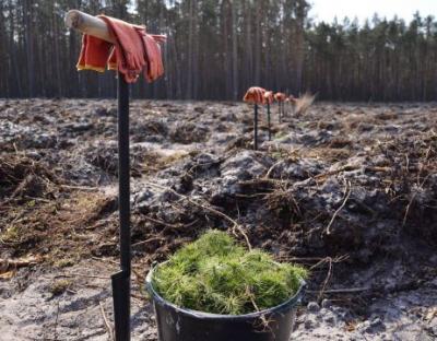 На Жовківщині минулоріч висадили понад 140 га лісу