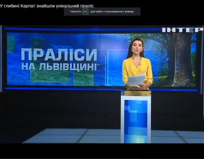 Сколівські лісівники зберегли унікальні природні ліси (відео)