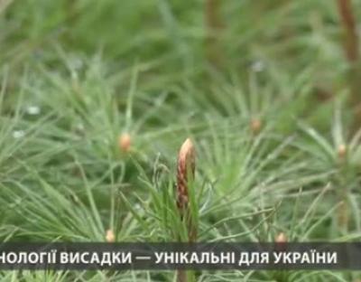  На Львівщині використовують технологію вирощування лісу, яка не має аналогів в Україні (ZAXID.NET - Новини Львова)
