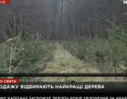 NEWSONE про підготовку до ялинкової кампанії у Бібрському лісгоспі (відео)