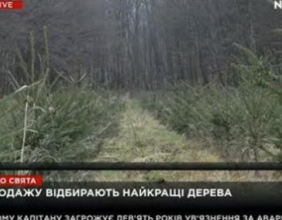 NEWSONE про підготовку до ялинкової кампанії у Бібрському лісгоспі (відео)