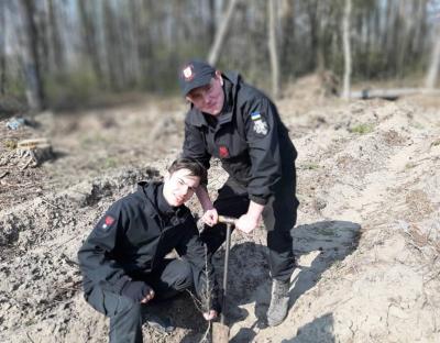 Висаджено понад 4 тисячі саджанців модрини європейської