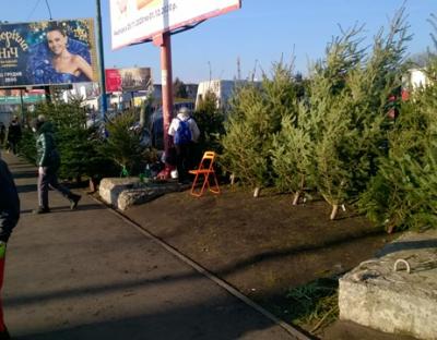 На Львівщині тривають рейди в місцях продажу новорічних ялинок