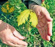 Ці тендітні дубочки незабаром стануть крислатими дубами