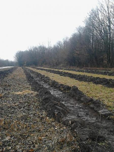 На Львівщині подбали про невичерпний запас вітамінів