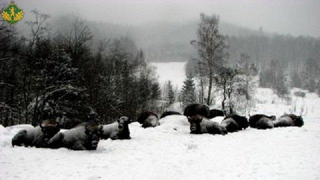 У Карпатах на Львівщині зафіксували збільшення кількості червонокнижних зубрів